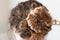 Peachy Keen | Velvet Scrunchies